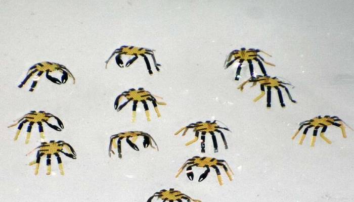 Insinyur Universitas Northwestern Ciptakan Robot Kepiting Terkecil Dunia